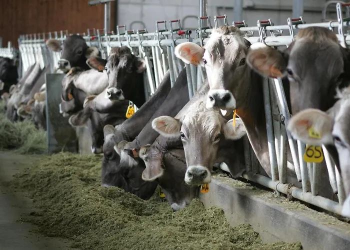 Κατάλυμα σε φάρμα Rini