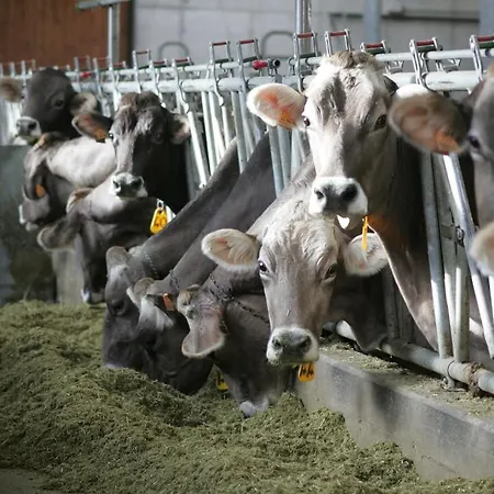 Alloggio per agriturismo Rini